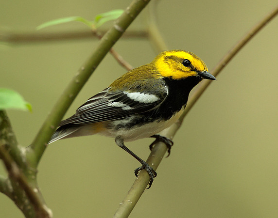 Black-throated Green Warbler Setophaga virens