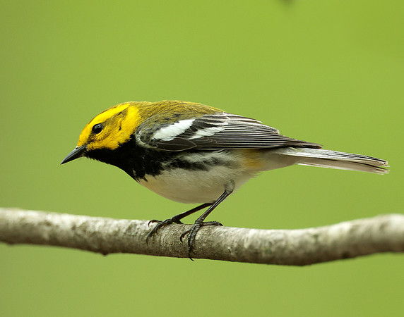 Black-throated Green Warbler Setophaga virens
