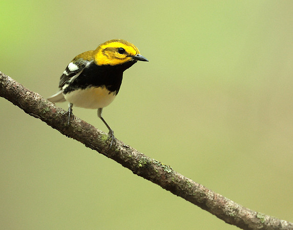 Black-throated Green Warbler Setophaga virens