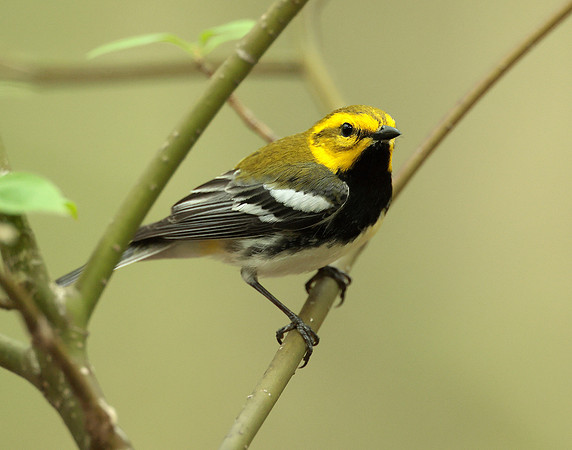 Black-throated Green Warbler Setophaga virens