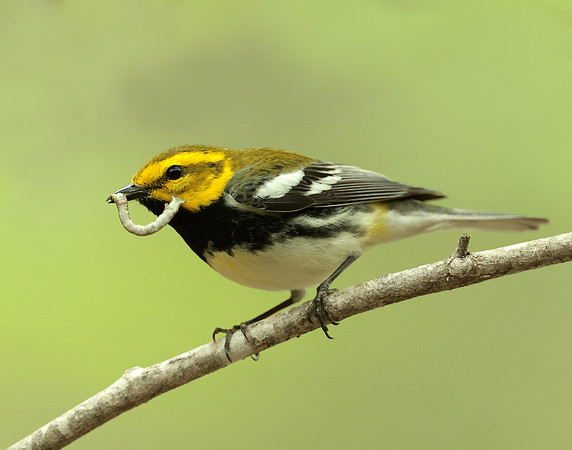 Black-throated Green Warbler Setophaga virens