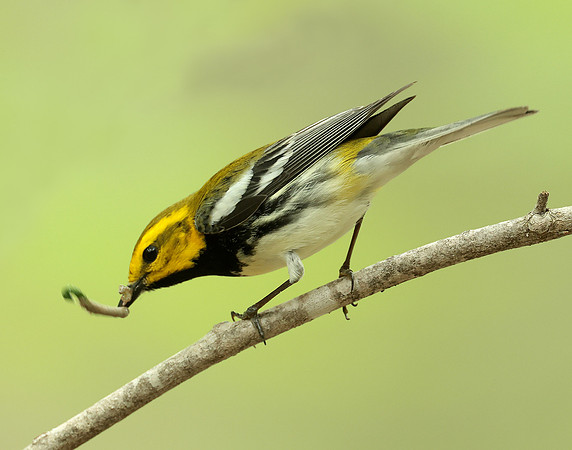 Black-throated Green Warbler Setophaga virens