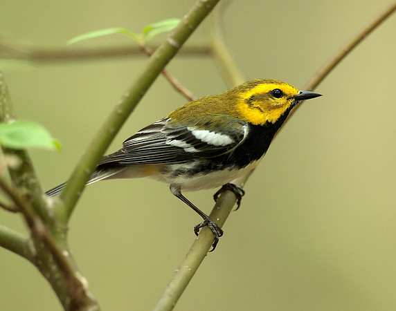 Black-throated Green Warbler Setophaga virens