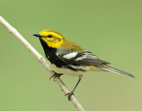 Black-throated Green Warbler Setophaga virens