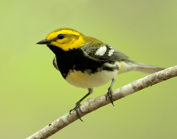 Black-throated Green Warbler Setophaga virens