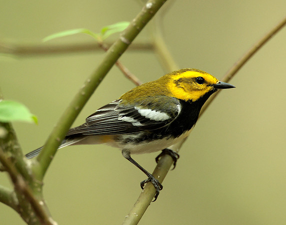 Black-throated Green Warbler Setophaga virens