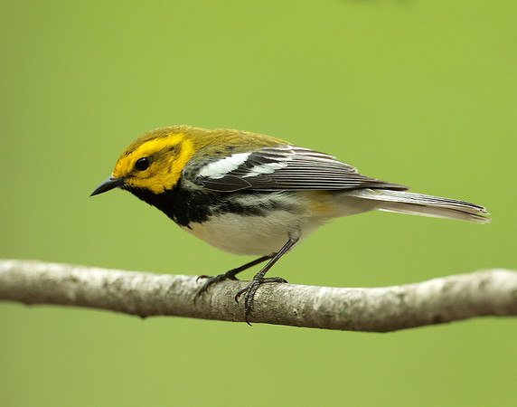 Black-throated Green Warbler Setophaga virens