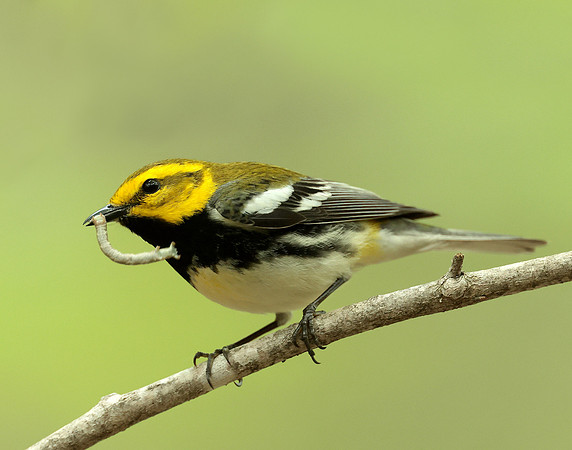 Black-throated Green Warbler Setophaga virens