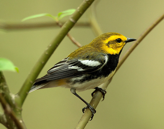 Black-throated Green Warbler Setophaga virens