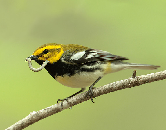 Black-throated Green Warbler Setophaga virens