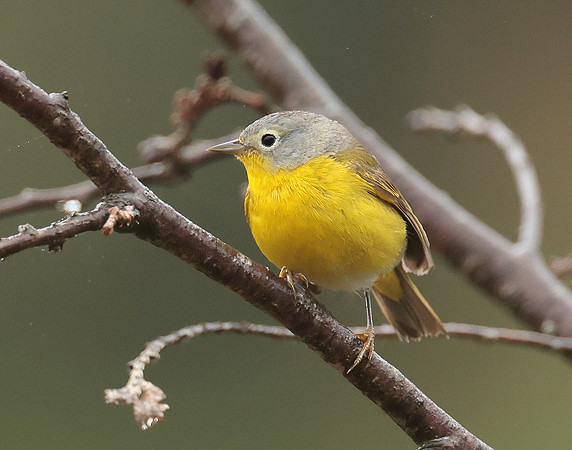 Nashville Warbler Leiothlypis ruficapilla
