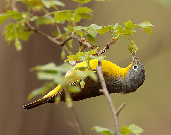 Nashville Warbler Leiothlypis ruficapilla