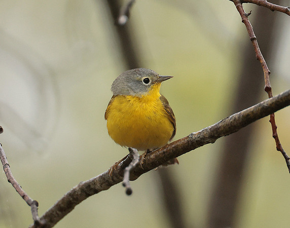 Nashville Warbler Leiothlypis ruficapilla