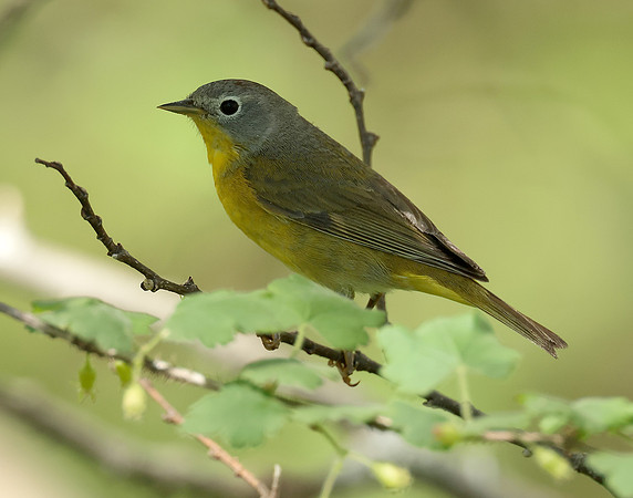 Nashville Warbler Leiothlypis ruficapilla
