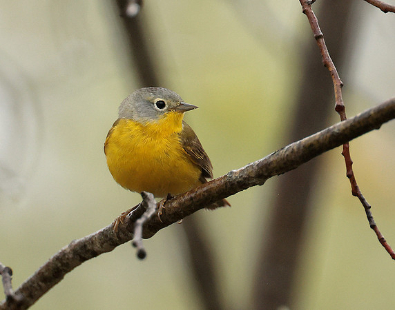 Nashville Warbler Leiothlypis ruficapilla