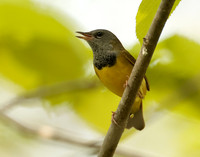 Mourning Warbler Geothlypis philadelphia