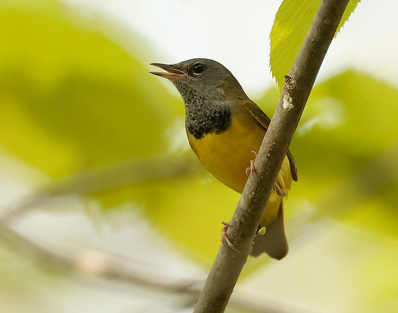 Mourning Warbler Geothlypis philadelphia
