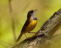 Mourning Warbler Geothlypis philadelphia