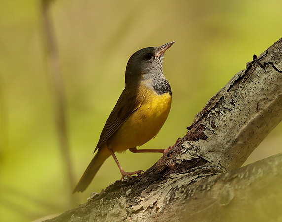 Mourning Warbler Geothlypis philadelphia