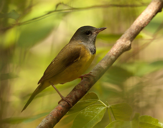 Mourning Warbler Geothlypis philadelphia