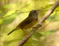 Mourning Warbler Geothlypis philadelphia