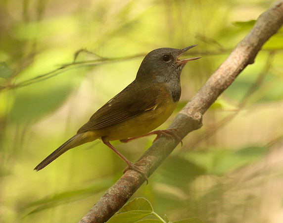 Mourning Warbler Geothlypis philadelphia