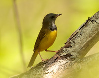 Mourning Warbler Geothlypis philadelphia