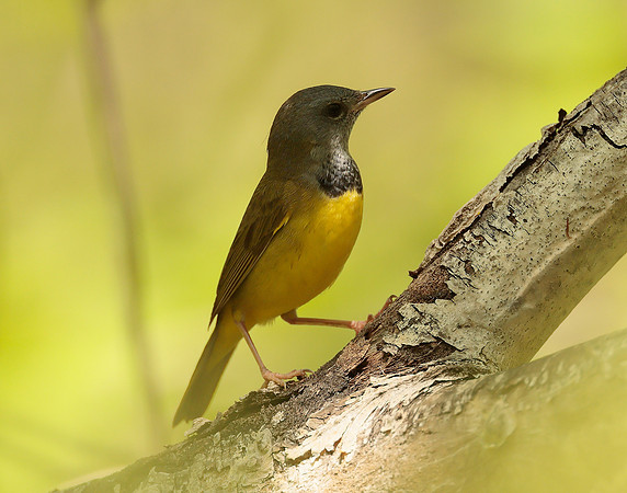 Mourning Warbler Geothlypis philadelphia
