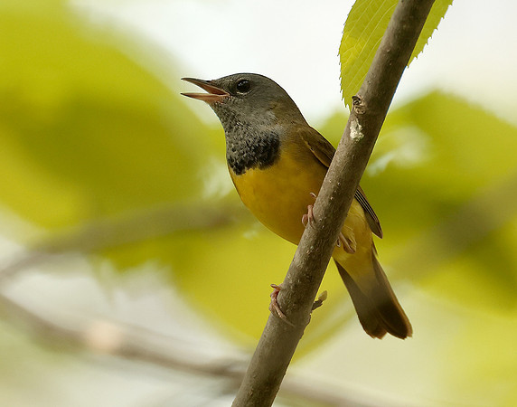 Mourning Warbler Geothlypis philadelphia