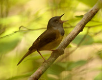 Mourning Warbler Geothlypis philadelphia