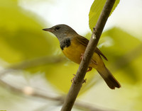Mourning Warbler Geothlypis philadelphia