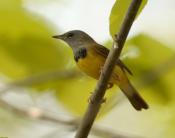 Mourning Warbler Geothlypis philadelphia