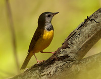 Mourning Warbler Geothlypis philadelphia