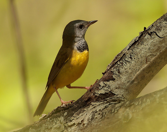 Mourning Warbler Geothlypis philadelphia