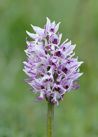 Monkey Orchid Orchis simia