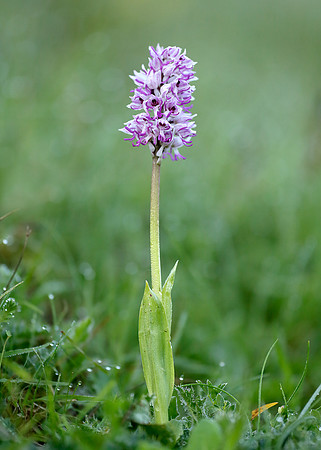 Monkey Orchid Orchis simia