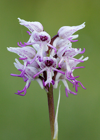 Monkey Orchid Orchis simia