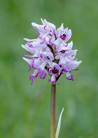 Monkey Orchid Orchis simia