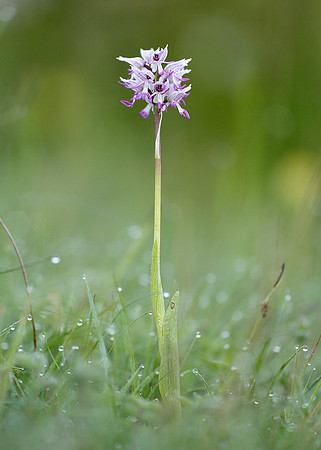 Monkey Orchid Orchis simia