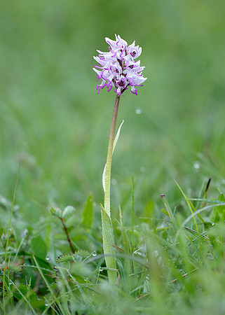 Monkey Orchid Orchis simia