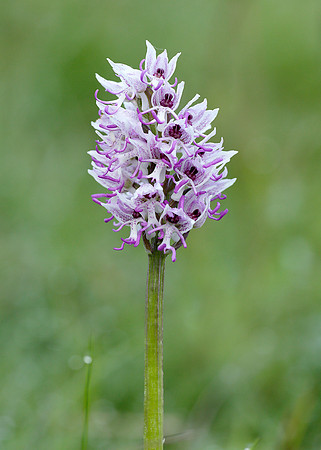 Monkey Orchid Orchis simia