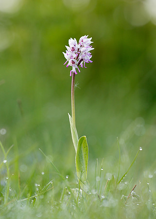 Monkey Orchid Orchis simia