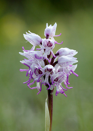 Monkey Orchid Orchis simia