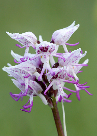 Monkey Orchid Orchis simia
