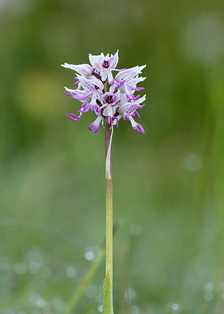 Monkey Orchid Orchis simia