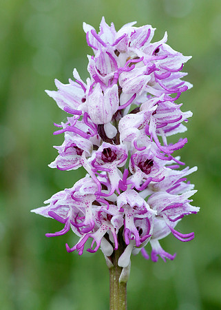 Monkey Orchid Orchis simia