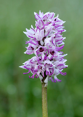Monkey Orchid Orchis simia