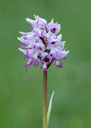 Monkey Orchid Orchis simia