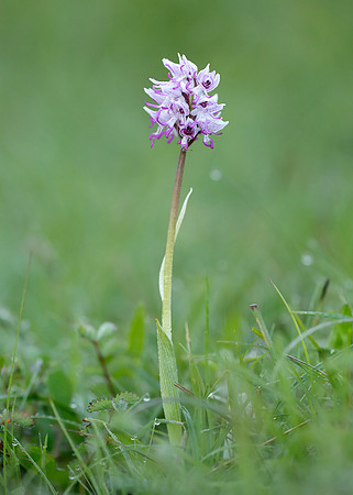 Monkey Orchid Orchis simia