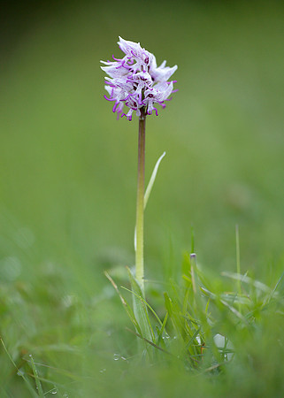 Monkey Orchid Orchis simia